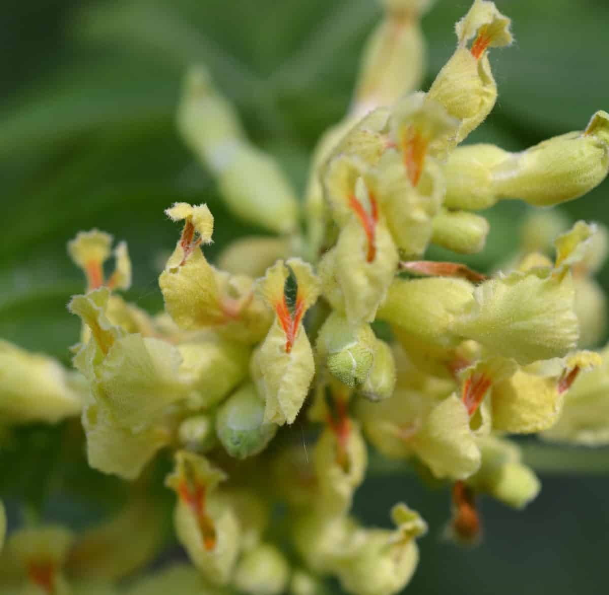 The yellow buckeye is almost pest and disease free.