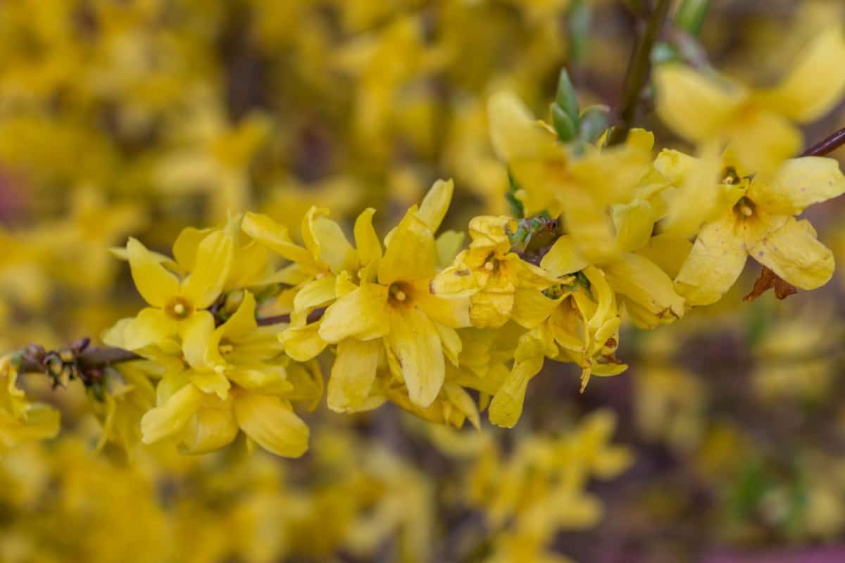 The yellow forsythia has bright flowers in early spring.