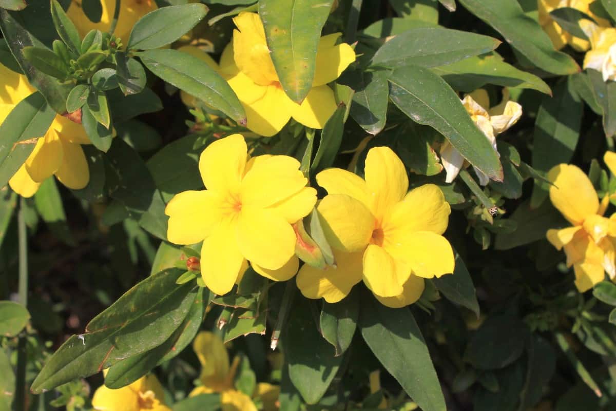 Yellow jessamine flowers in the late winter and early spring.