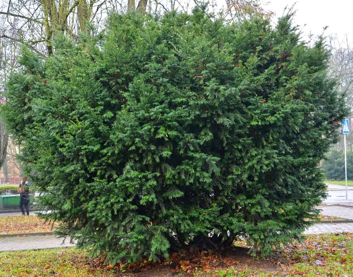 Yew shrubs are conifers that are easy to grow.