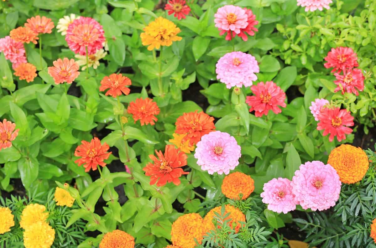 Zinnias are a tough annual that attracts butterflies.