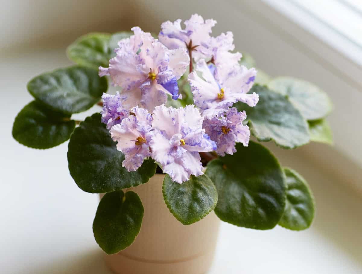 African violets are small plants with pretty flowers.