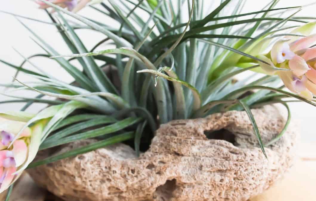 Air plants don't need any soil.