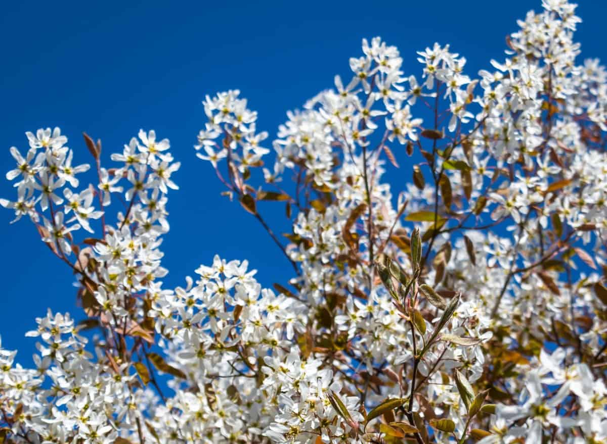 The Allegheny serviceberry has drooping white flowers.