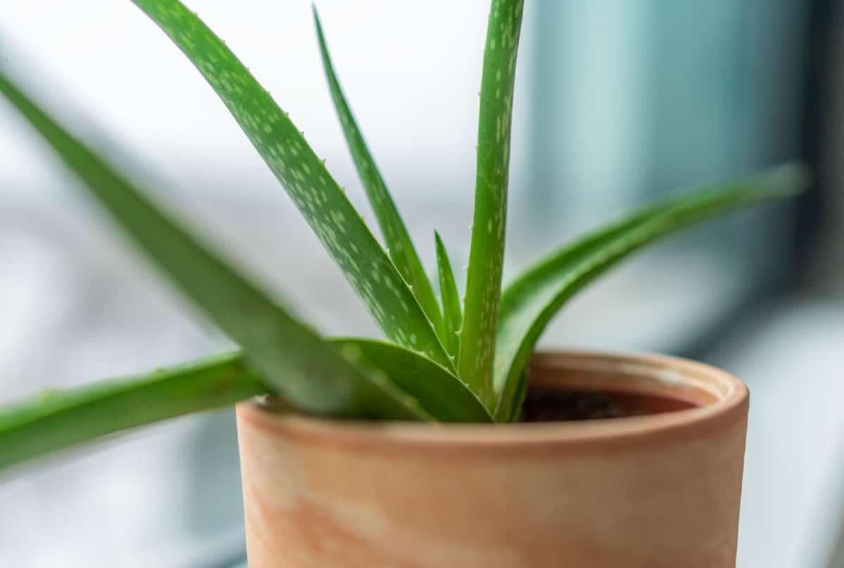 Aloe vera is an air-purifying indoor plant.