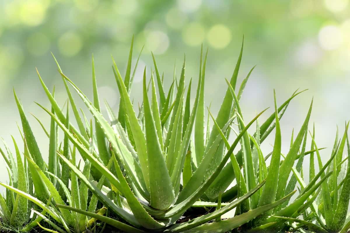 The gel in aloe vera leaves has healing properties.