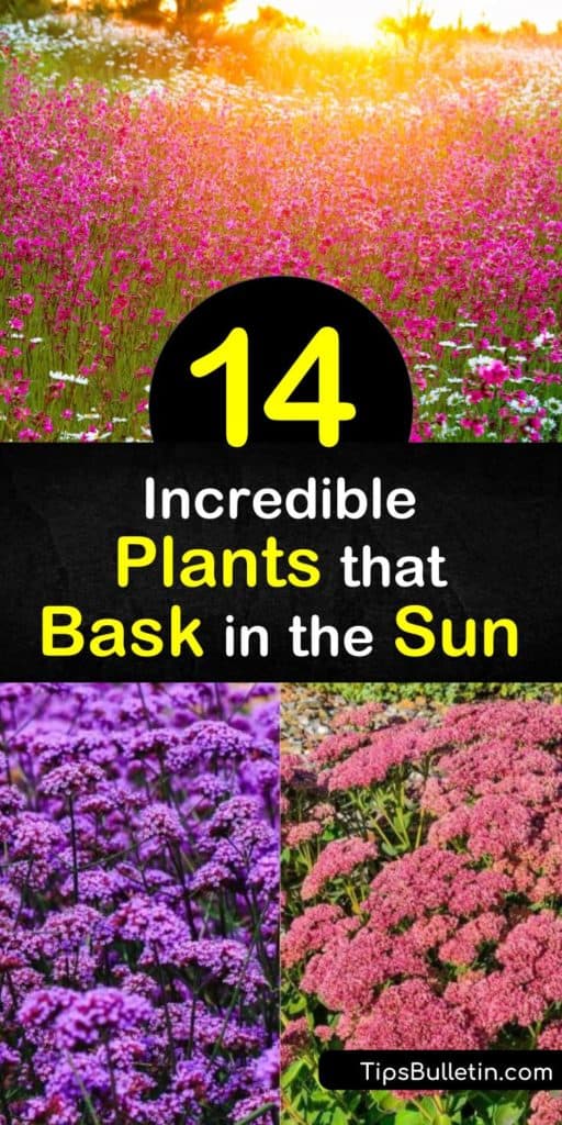 Discover how to create the perfect garden in sunny areas of the yard by growing low maintenance plants. Enjoy early summer cut flowers and green foliage with salvia, coneflower (Echinacea), or sedum, and draw pollinators to the area. #plants #sun #growing