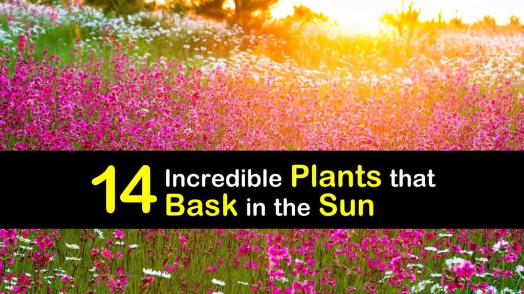 Amazing Plants for Full Sun titleimg1