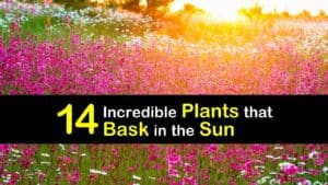 Amazing Plants for Full Sun titleimg1