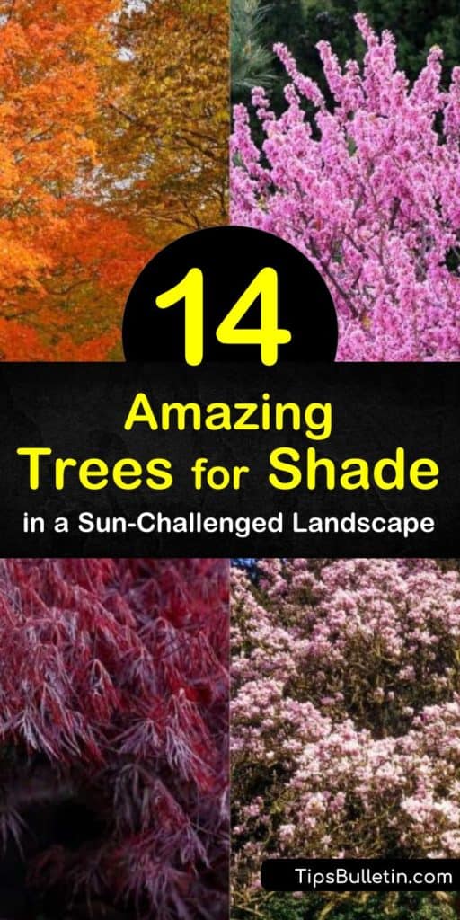 Discover which trees grow in the shade of large trees to complete the landscape. Enjoy fall color with red oak, weeping willow, and sugar maple, and plant flowering trees such as the tulip tree, magnolia, and dogwood for seasonal color. #shade #trees