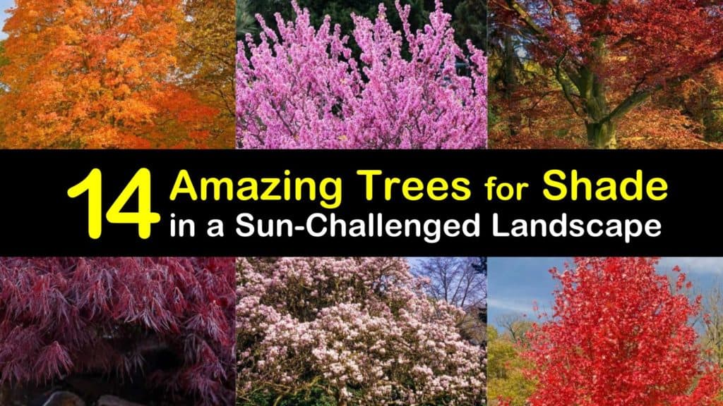 Amazing Trees for Shade titleimg1