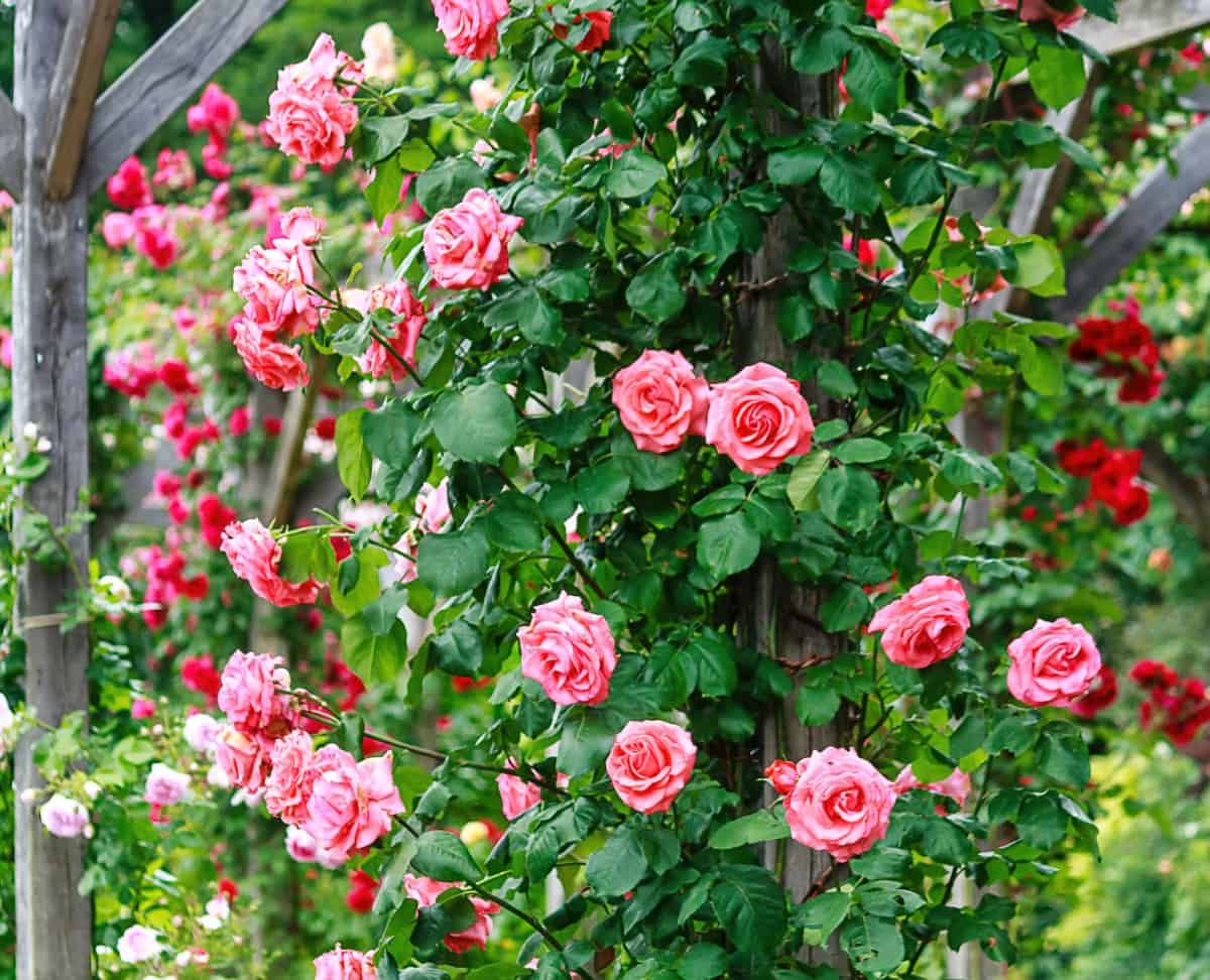 America is a fast-growing climbing rose.