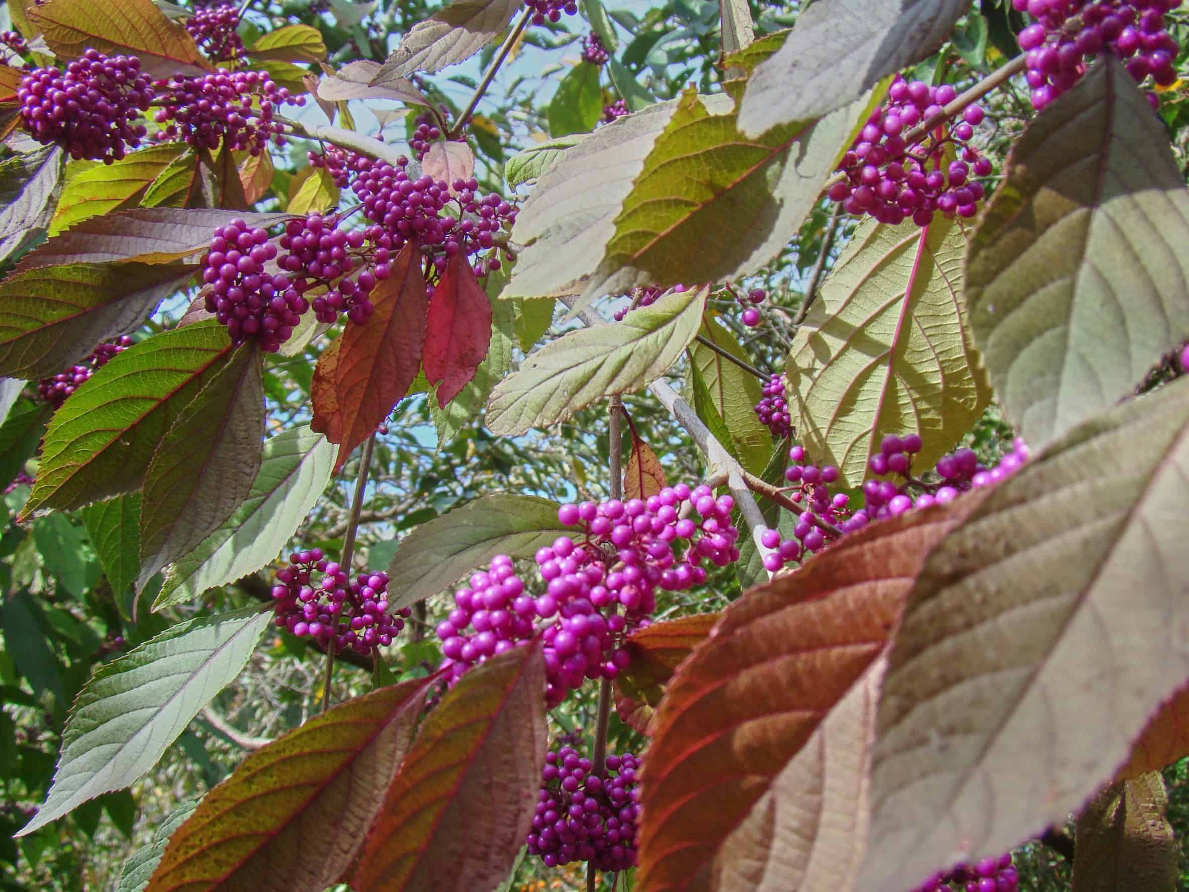 American beautyberry has brightly-colored ornamental berries.