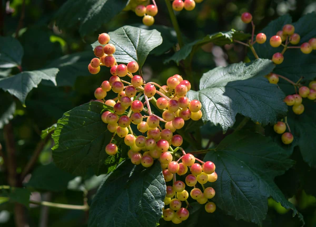 Pollinators love the American cranberry bush.