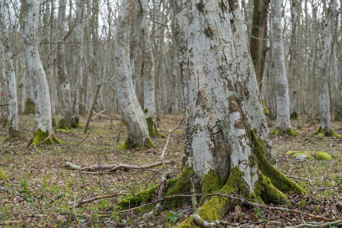 American hornbeams have multiple trunks.