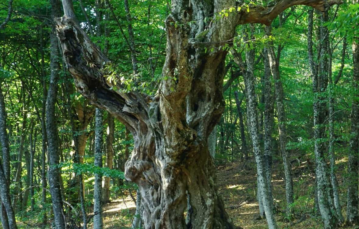 The American hornbeam has an intricately twisted trunk.