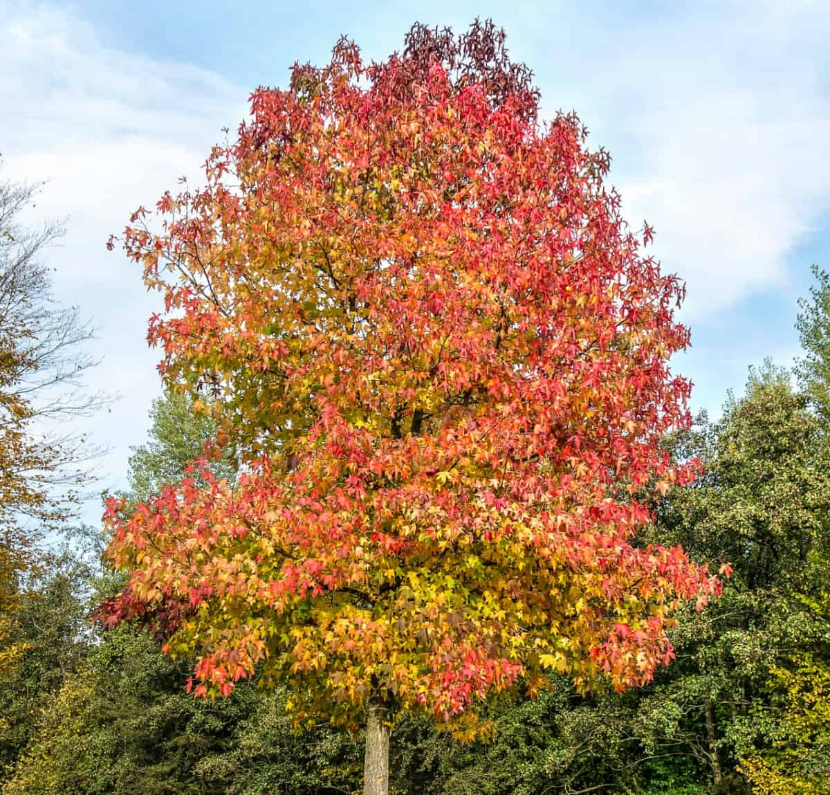 Red is only one color of the American sweetgum tree's leaves.