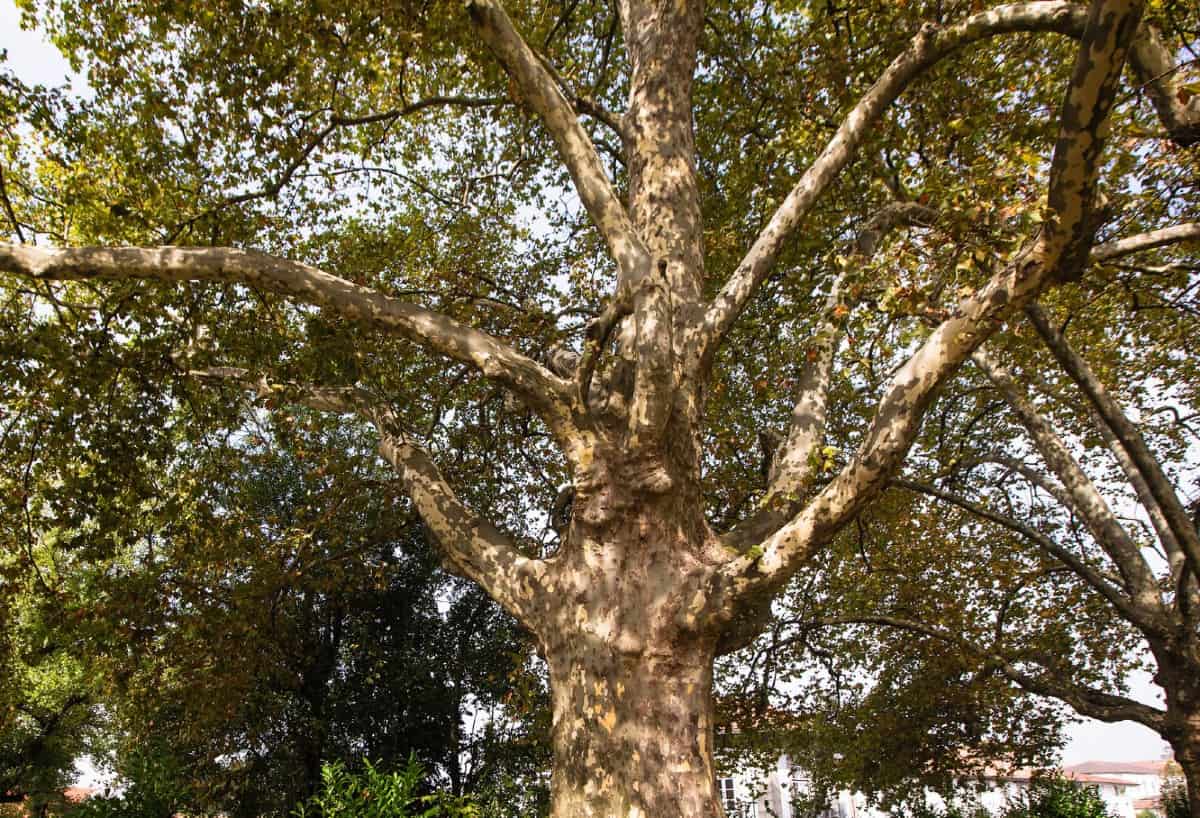 The American sycamore is a large tree that makes a mess.