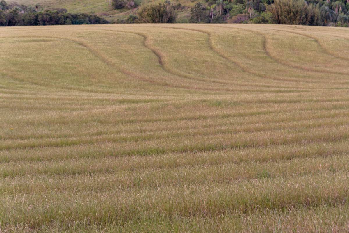 Annual ryegrass is a fast-growing species.