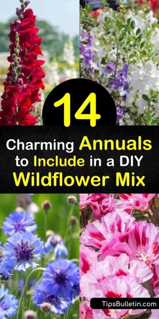 Learn how to make your own wildflower seed mix. Choose among beautiful plants including spiky lupine, blue-hued cornflower, and sunny coreopsis. Discover best practices for creating a wildflower garden, including seeding properly and growing in full sun. #annuals #wildflowers #seeds