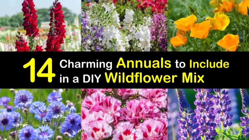 Annuals for a Wildflower Mix titleimg1