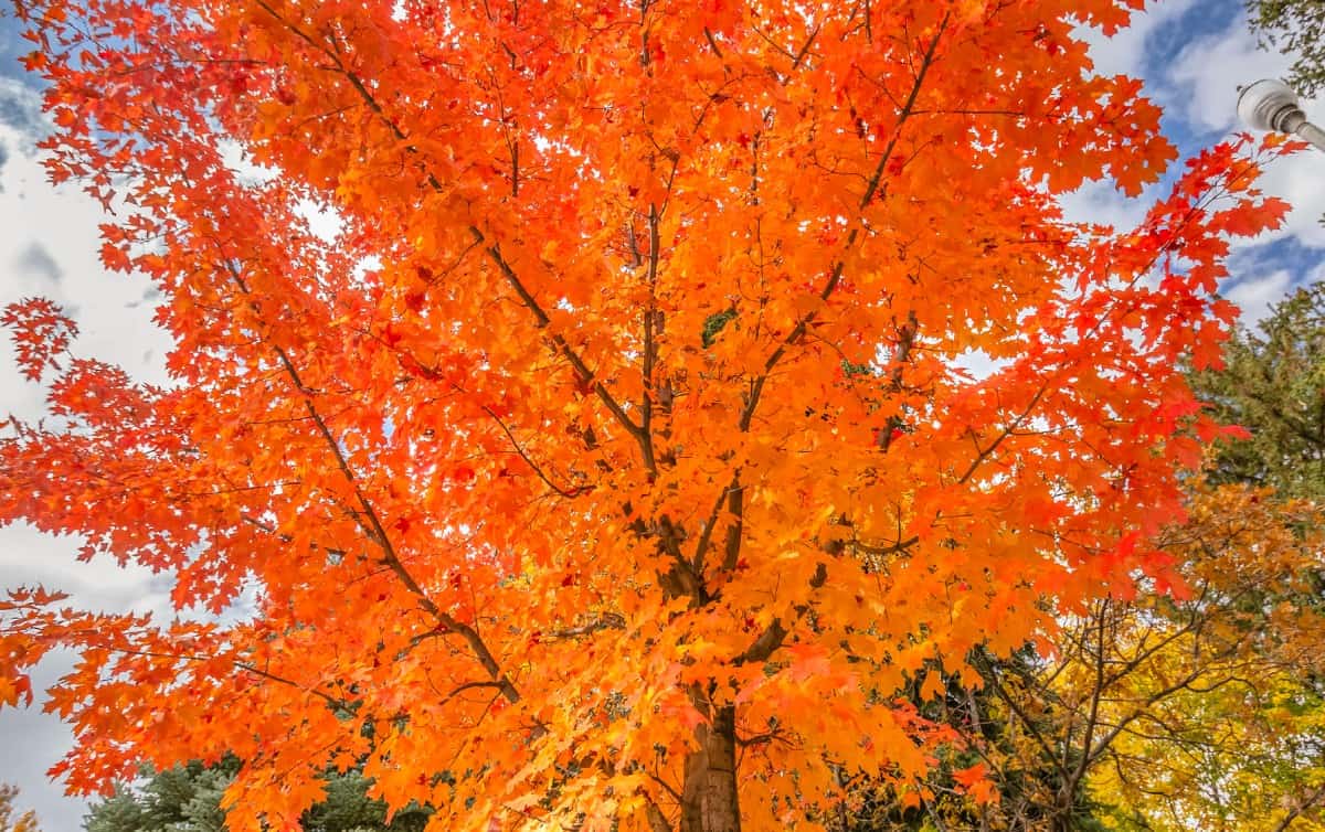 Autumn blaze maples are very fast growers.