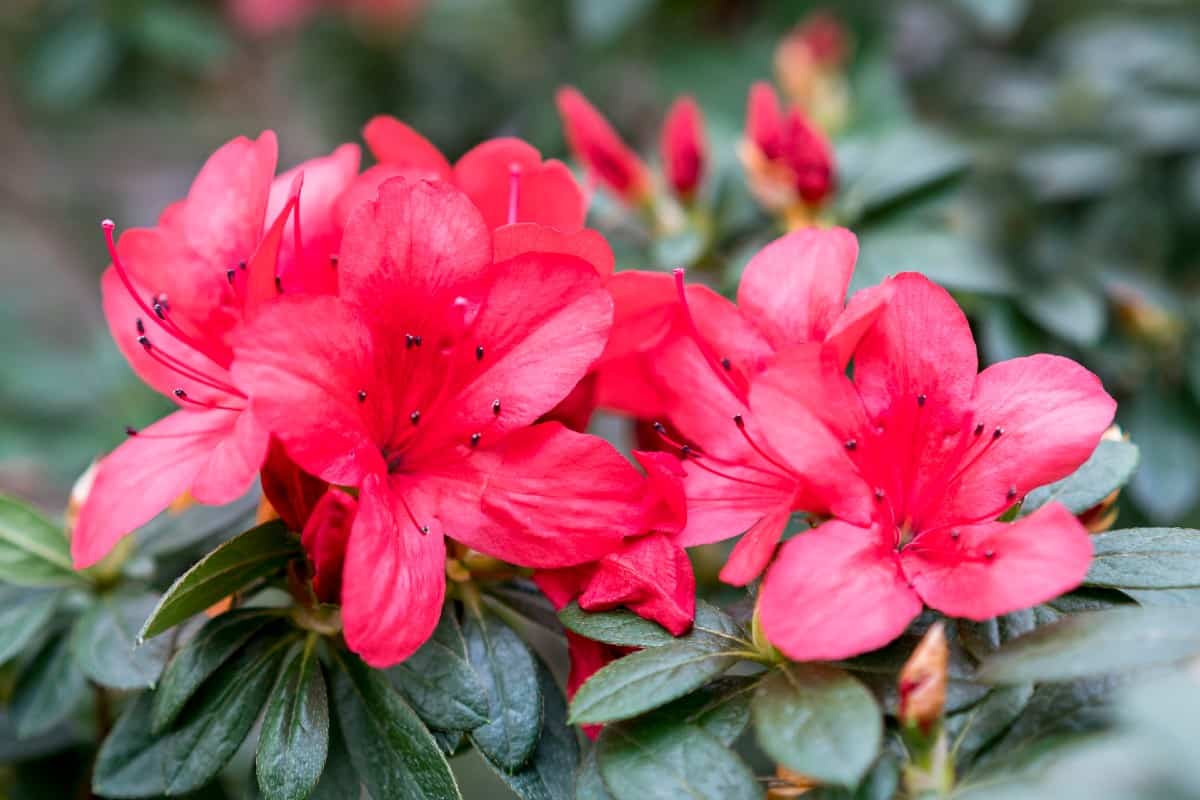 Azaleas are spring flowering shrubs that prefer acidic soil.