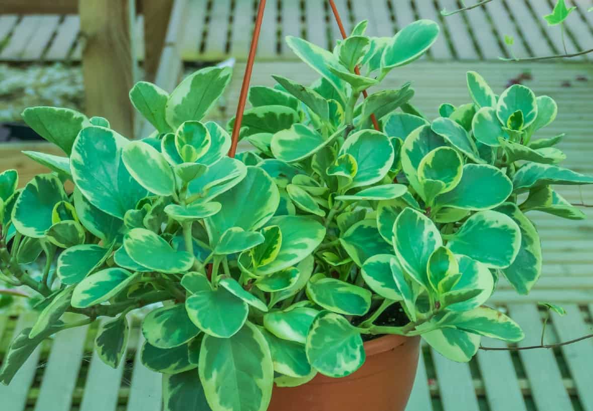Baby rubber plant is also known as peperomia.