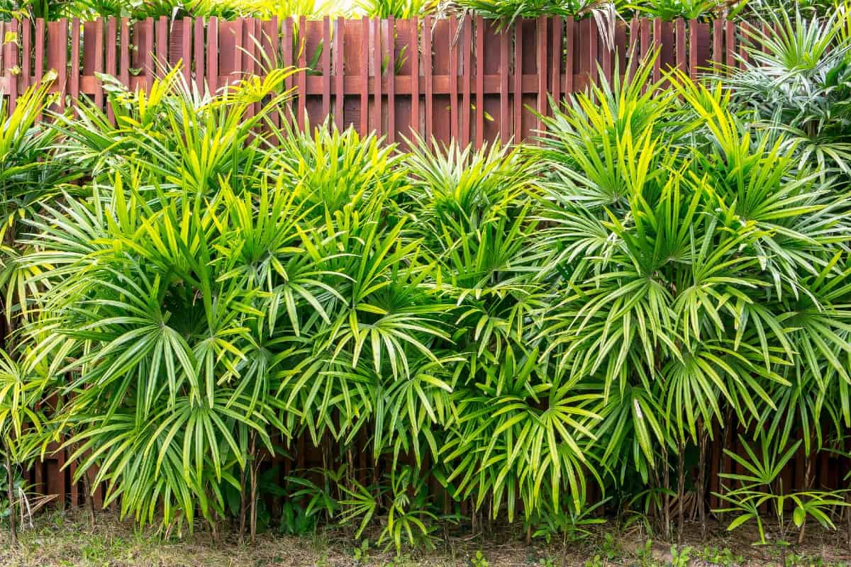 Bamboo palms are great as shrubs because they are low-growing.