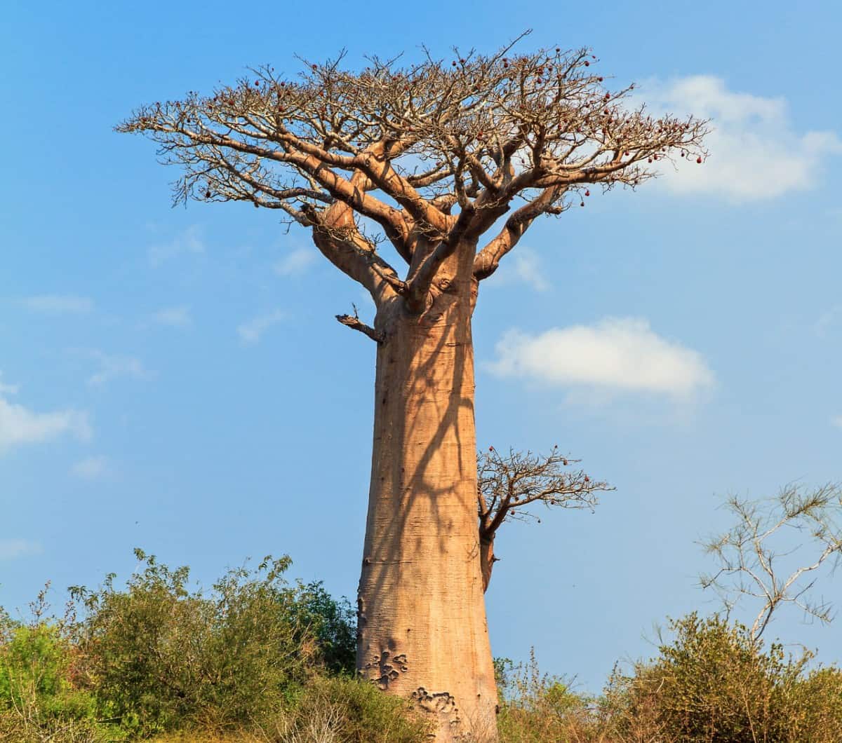 The baobab is also called the tree of life.