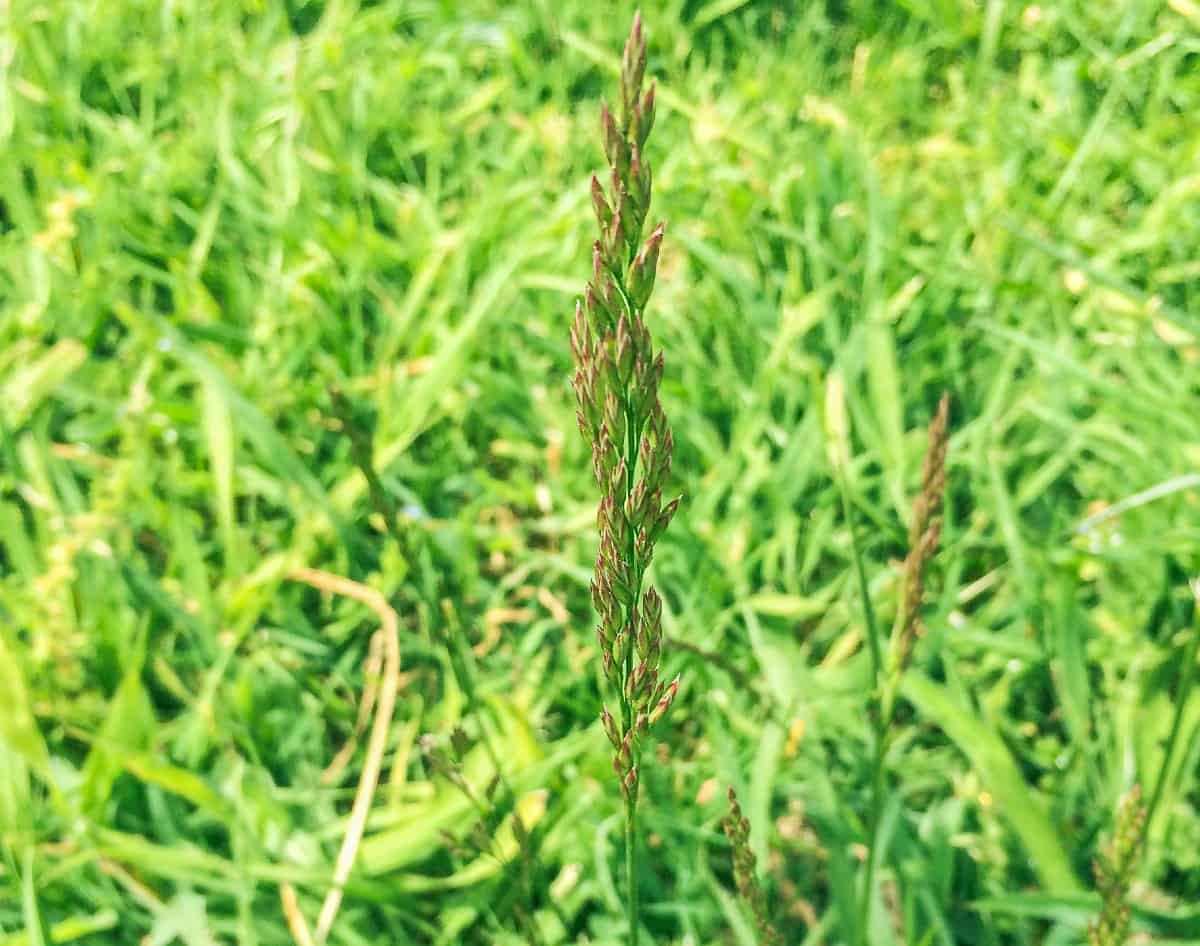 Bent grass is a popular turf grass.