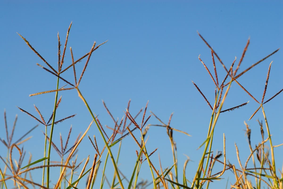 Bermudagrass requires regular maintenance.