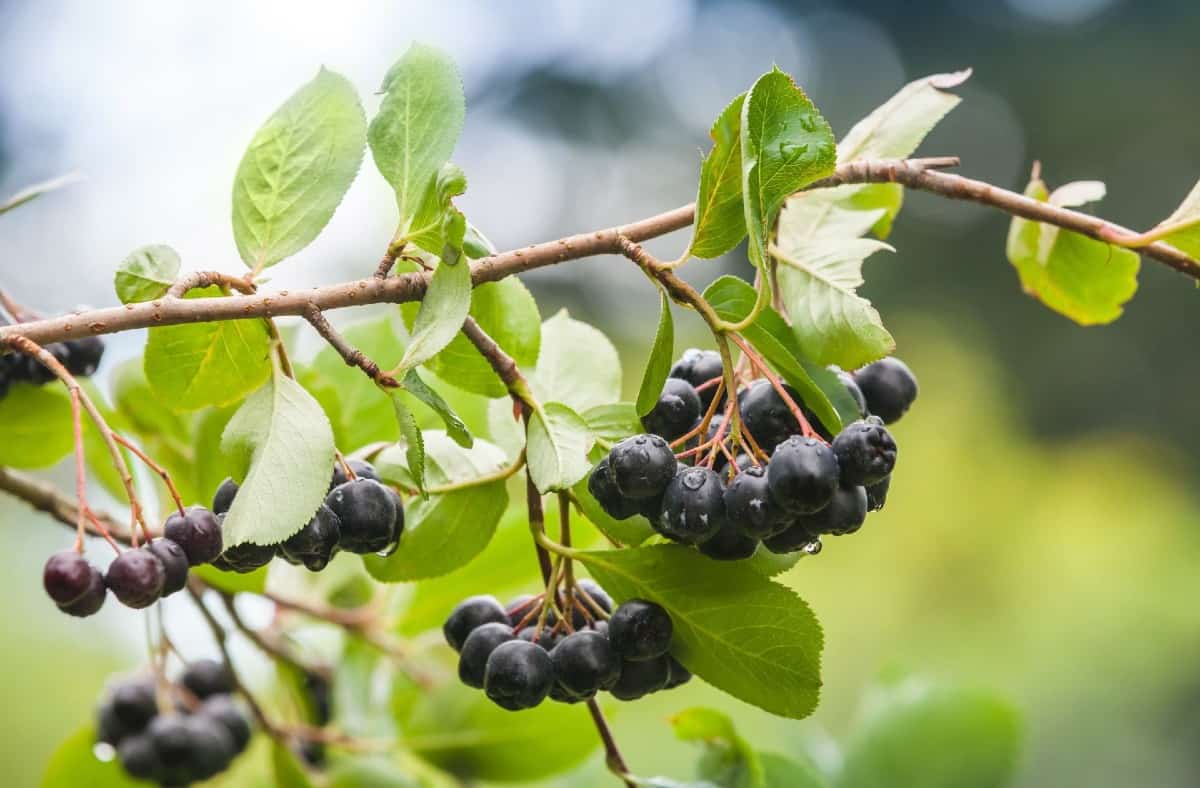 The fruit of the black chokeberry makes delicious jam.