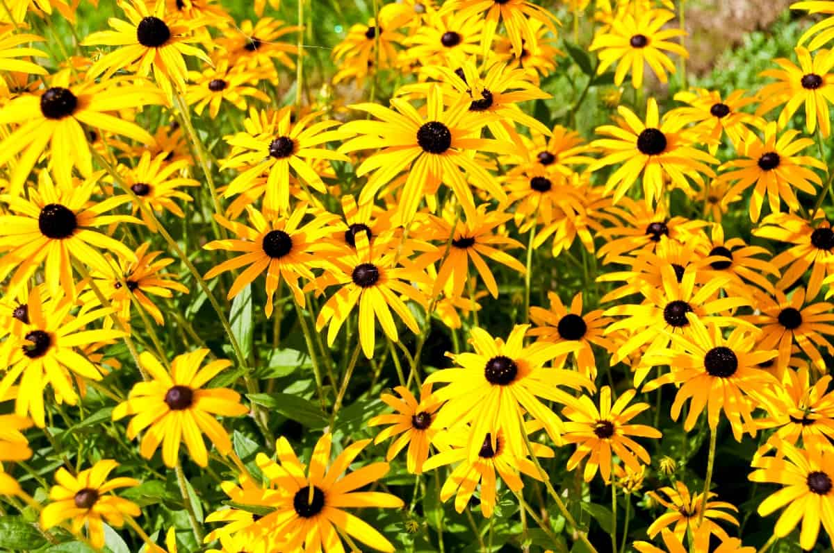 The black-eyed Susan is easy to grow.