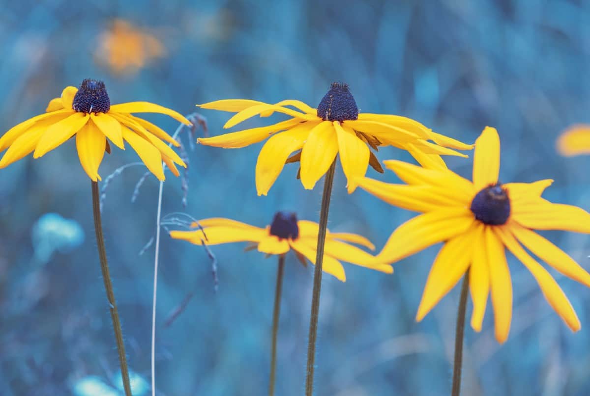 Deadhead black-eyed Susan flowers regularly for more blooms.