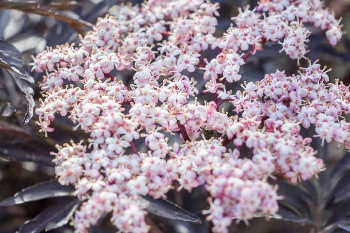 The purple leaves of the black lace elderberry contrast nicely with the pink flowers.