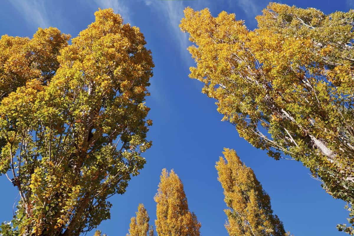 Black poplar trees have easily recognizable wrinkly bark.