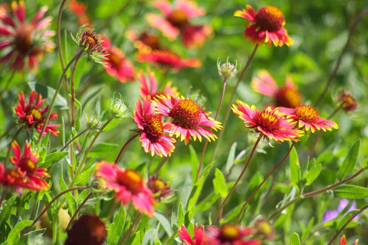 Blanket flowers are colorful sun-lovers.