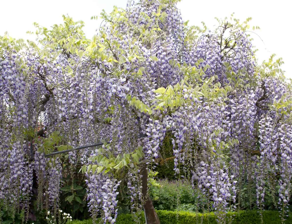 The blue Chinese wisteria can be trained as a vine or tree.