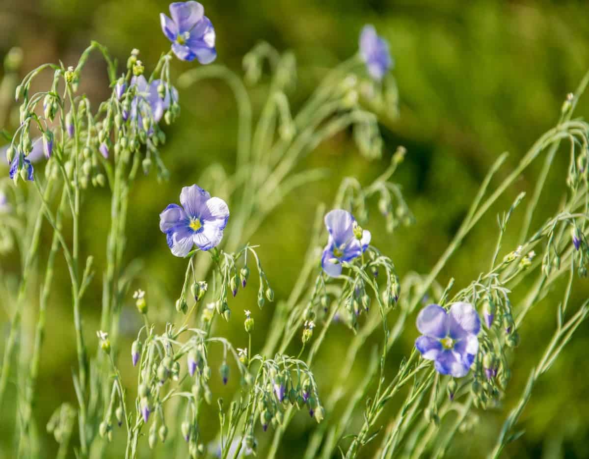 Blue flax is used to make linseed oil.