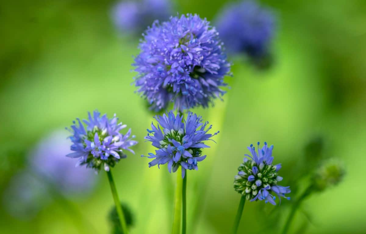 Hummingbirds love blue gilia flowers.