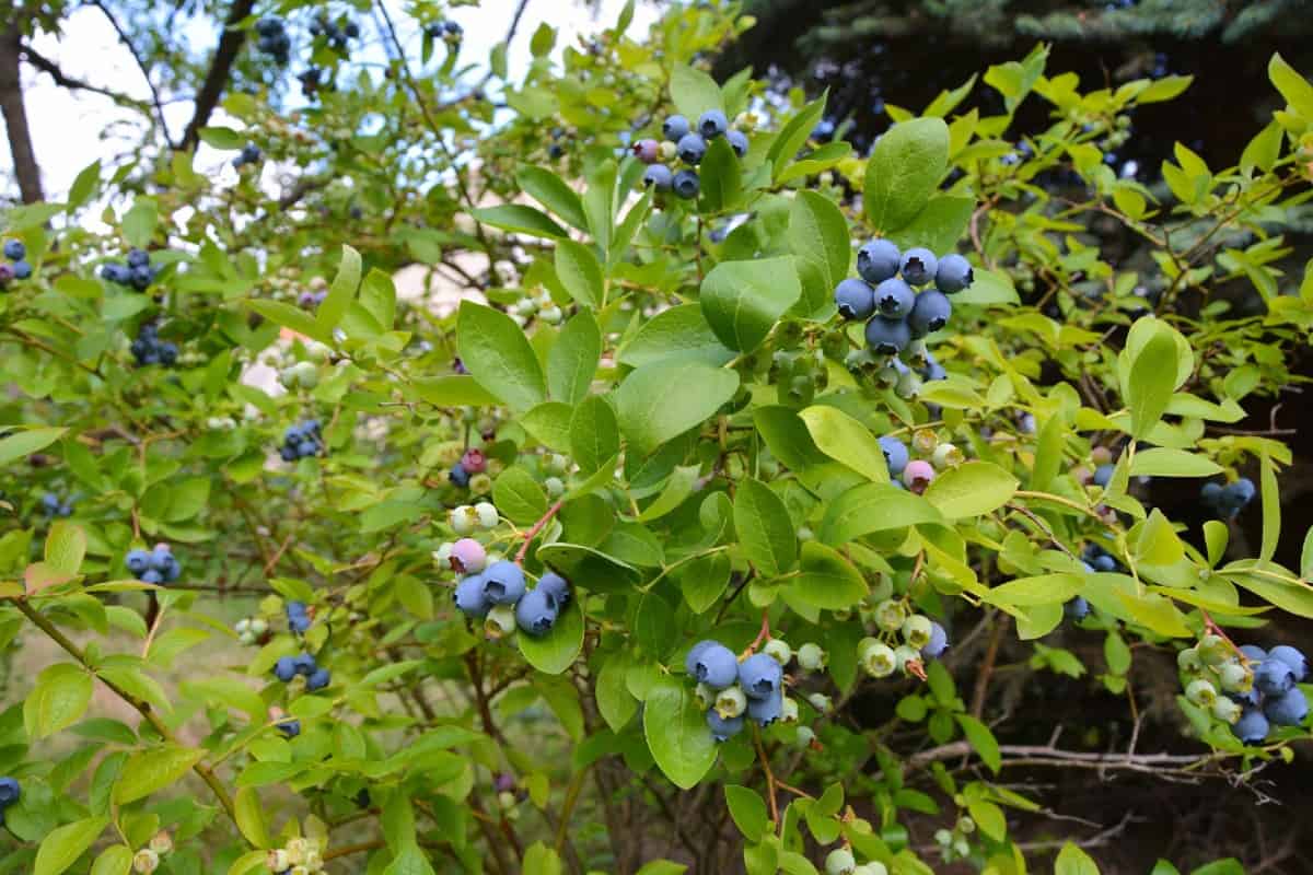 Blueberry plants are self-fertile.