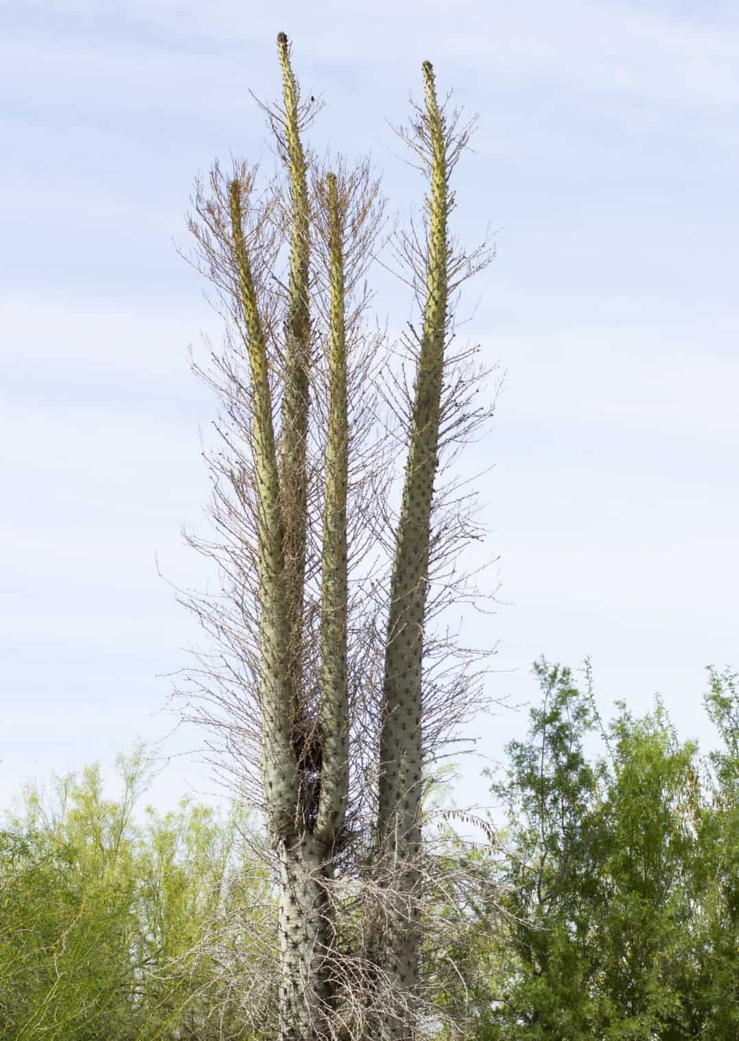 The boojum is an unusual flowering tree.