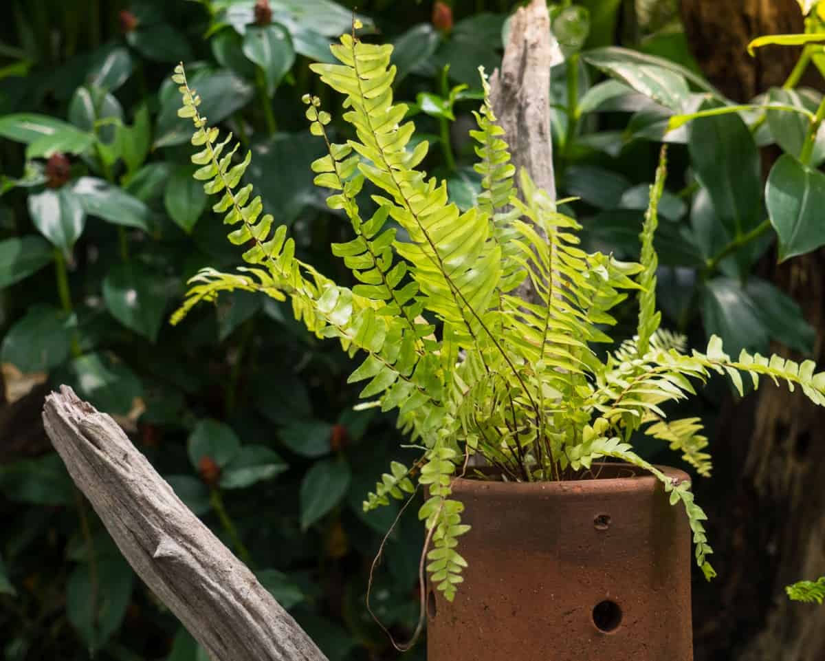 Boston ferns are hanging plants that need lots of humidity.