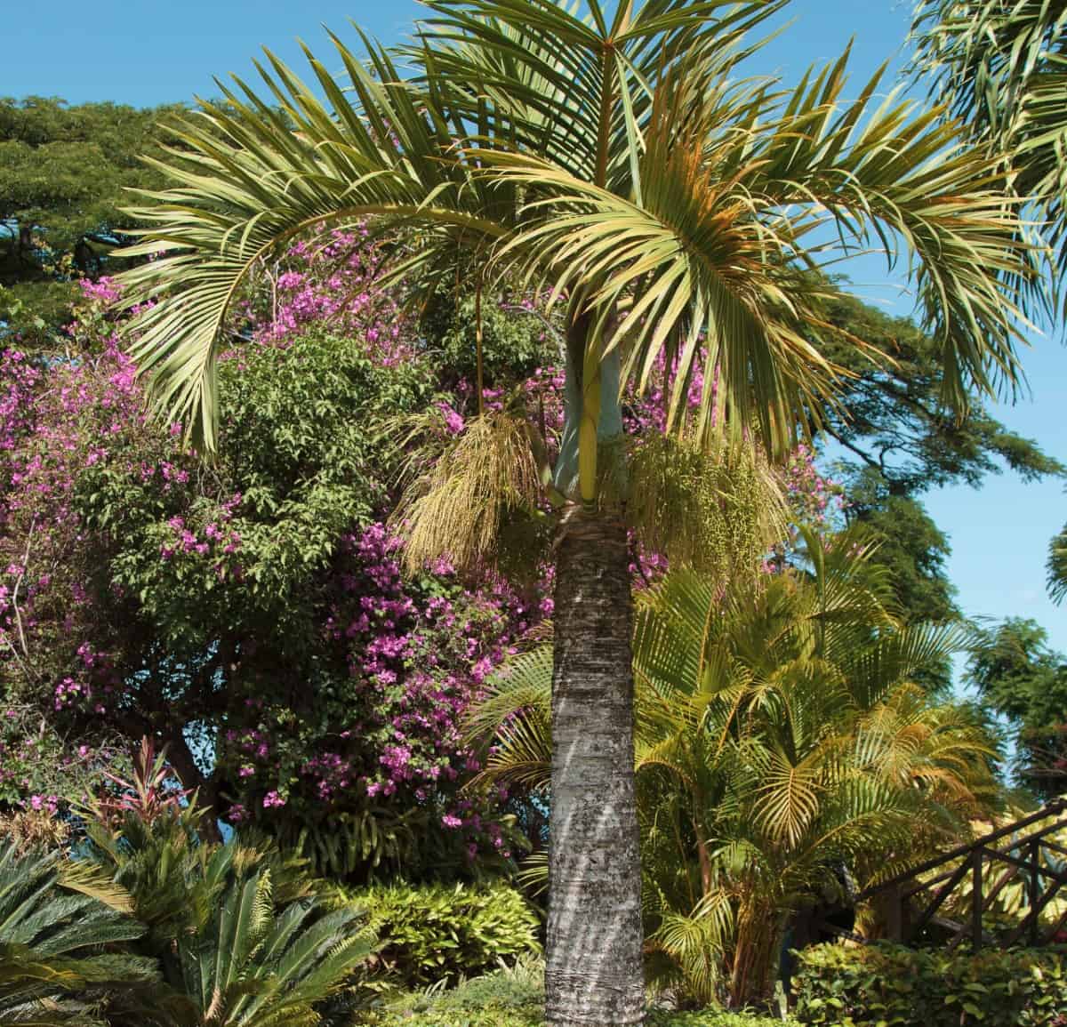 Bottle palm trees have a unique trunk shape.