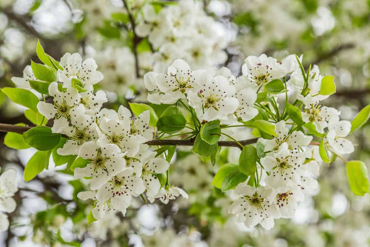 Bradford pear trees are susceptible to fire blight.