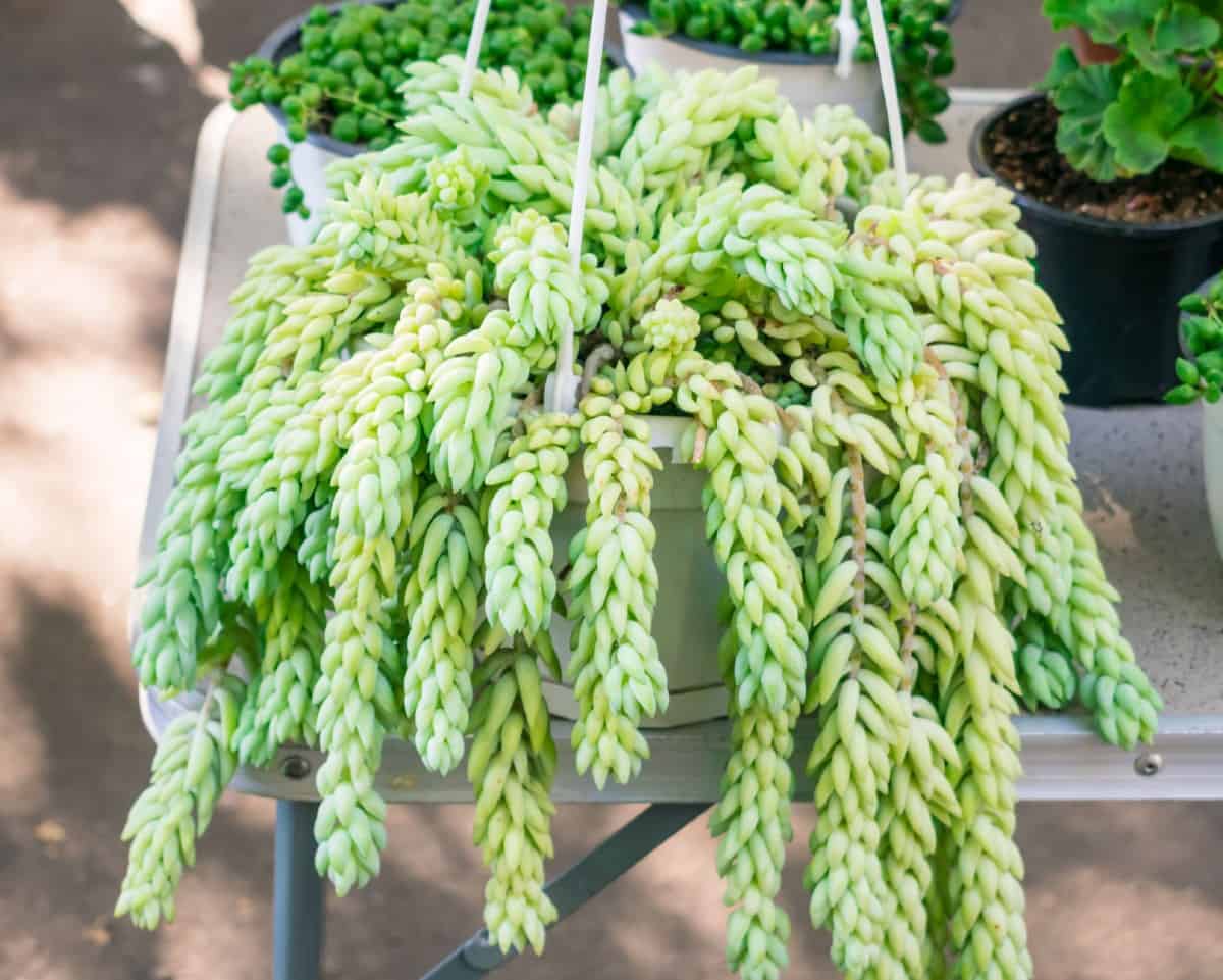 Burro's tail is easy to propagate.
