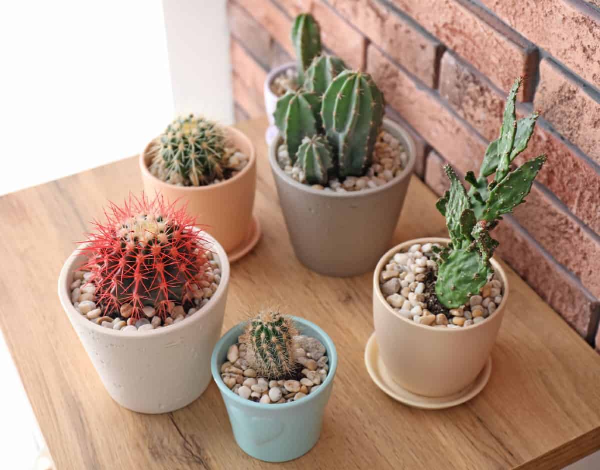 Cacti plants need little water.