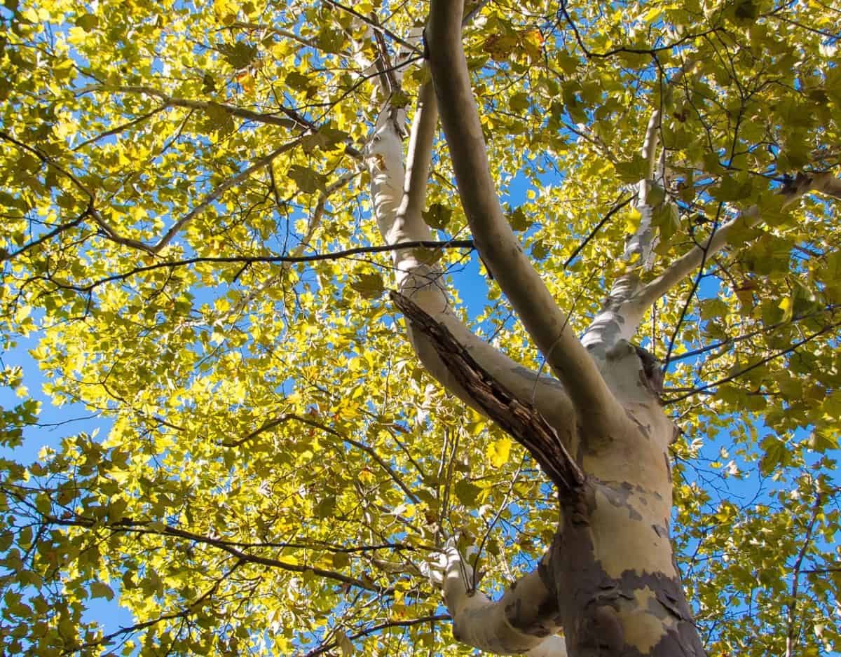 The California sycamore is a tree with a huge trunk.