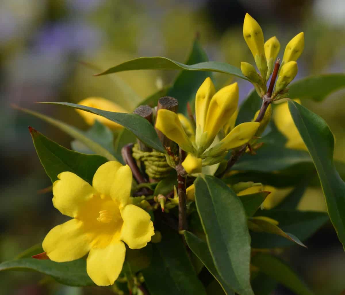 Carolina jessamine is an early-blooming vine.